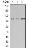 POU2F1 / OCT1 Antibody