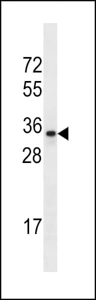 OR2A1 Antibody (aa282-310)