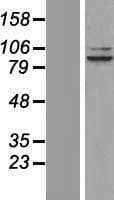 OPA1 Protein (Over-Expression Lysate Myc-DDK (Flag))