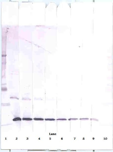 CCL3 / MIP-1-Alpha Antibody