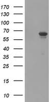 FTCD / 58K Golgi Protein Antibody (clone OTI2B12, Carrier-free)