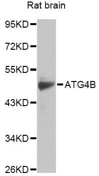 APG4B / ATG4B Antibody