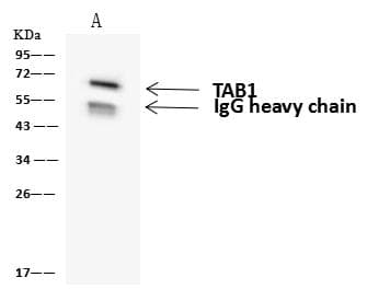 TAB1 Antibody