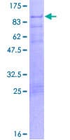 Human IKZF4 / EOS Protein (Recombinant GST)