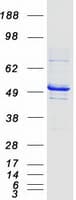Human TUBG1 / Tubulin Gamma 1 Protein (Recombinant Myc-DDK (Flag))