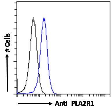 PLA2R / PLA2R1 Antibody (aa946-957)