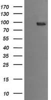 PIK3R5 Antibody (clone OTI2A3)