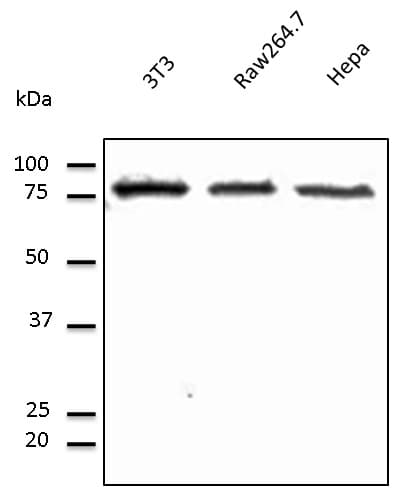 PathPlus™ CANX / Calnexin Antibody (C-Terminus)