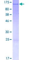 Human SLFN11 Protein (Recombinant GST)
