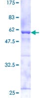 Human CAPZA2 / CAPZ Alpha 2 Protein (Recombinant GST)