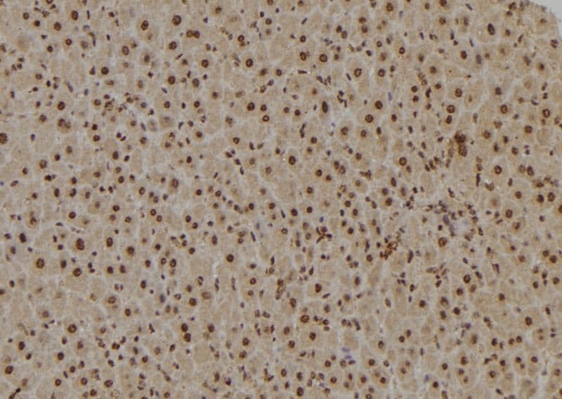 TAF9 Antibody