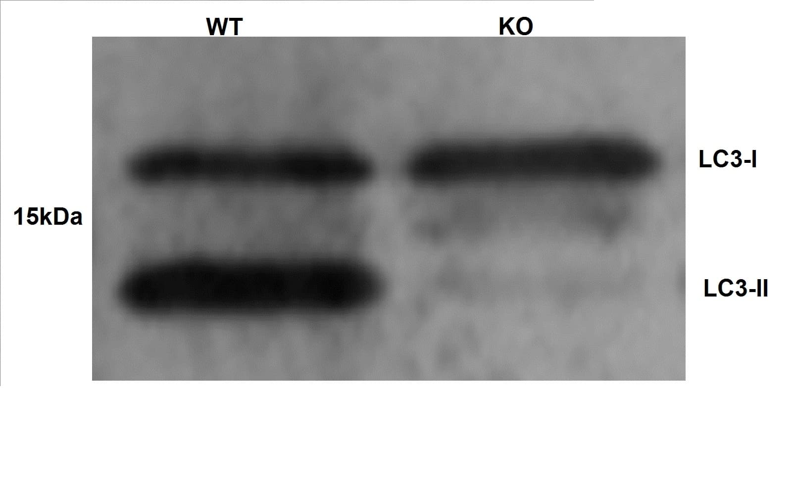 MAP1LC3A / LC3A Antibody (aa2-15)