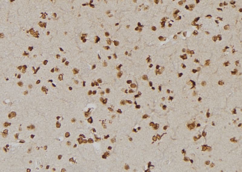 USP1 Antibody