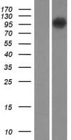 TMEM87B Protein (Over-Expression Lysate Myc-DDK (Flag))