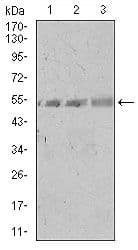 SPIB Antibody (Amino Acid: 200-252, clone 4G5)