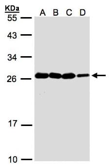 Polyclonal Rabbit anti-Human HN1 / ARM2 Antibody (WB)