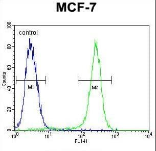 Polyclonal Rabbit anti-Human C1QL4 Antibody (aa1-30, WB)