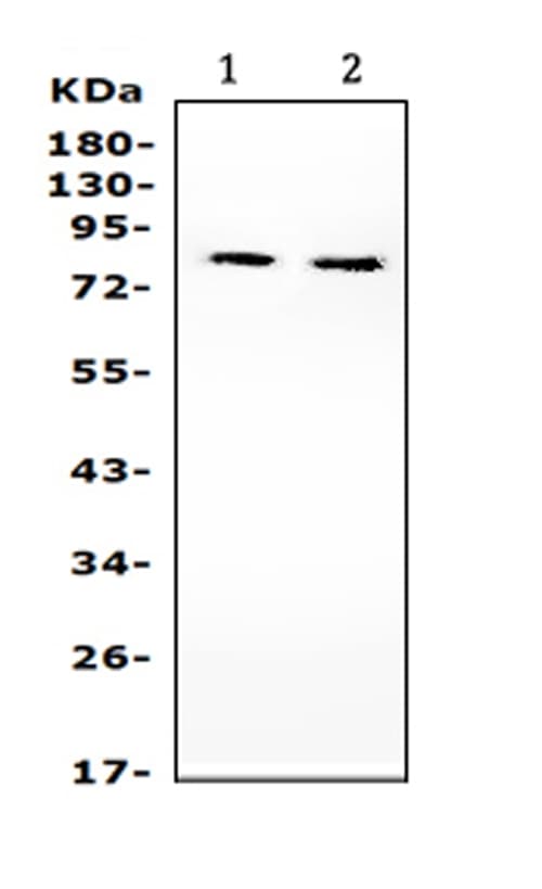PIK3R2 / p85 Beta Antibody (aa447-461)