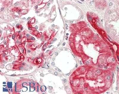 IHC-plus™ AQP1 / Aquaporin 1 Antibody (C-Terminus)