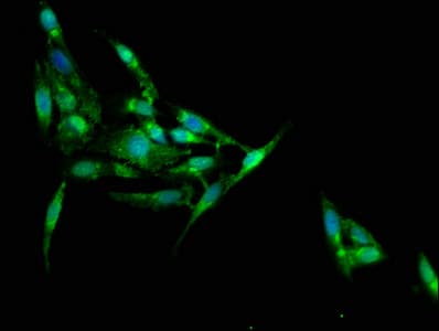 JPH1 Antibody