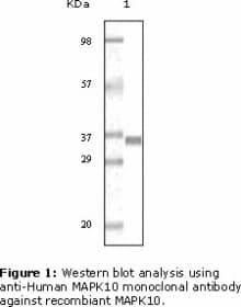 Monoclonal Mouse anti-Human MAPK10 / JNK3 Antibody (clone 8A5D11, IHC, WB)