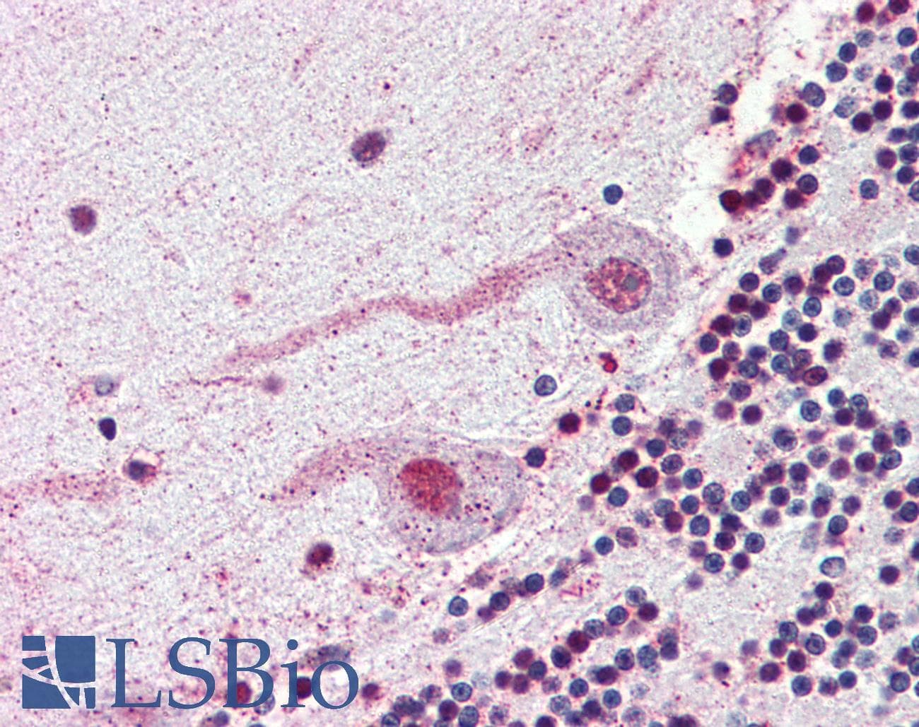 IHC-plus™ NEK7 Antibody (N-Terminus)