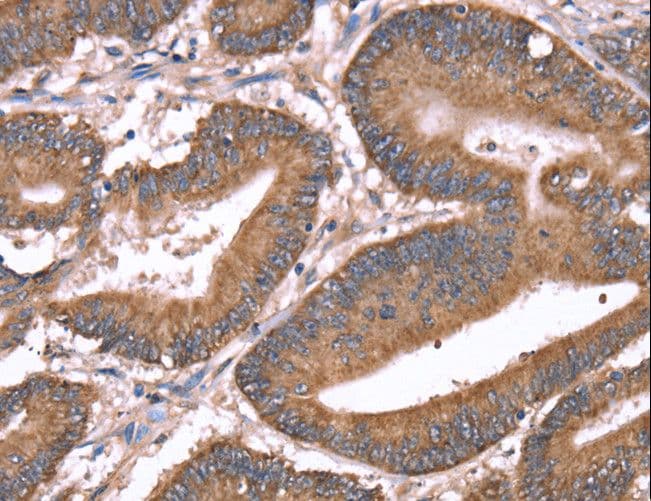HRG Antibody