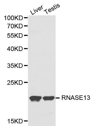 RNASE13 Antibody