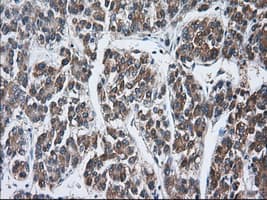TTC32 Antibody (clone OTI4D4, Carrier-free)