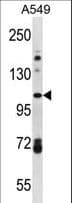 FAM13B Antibody (aa566-594)