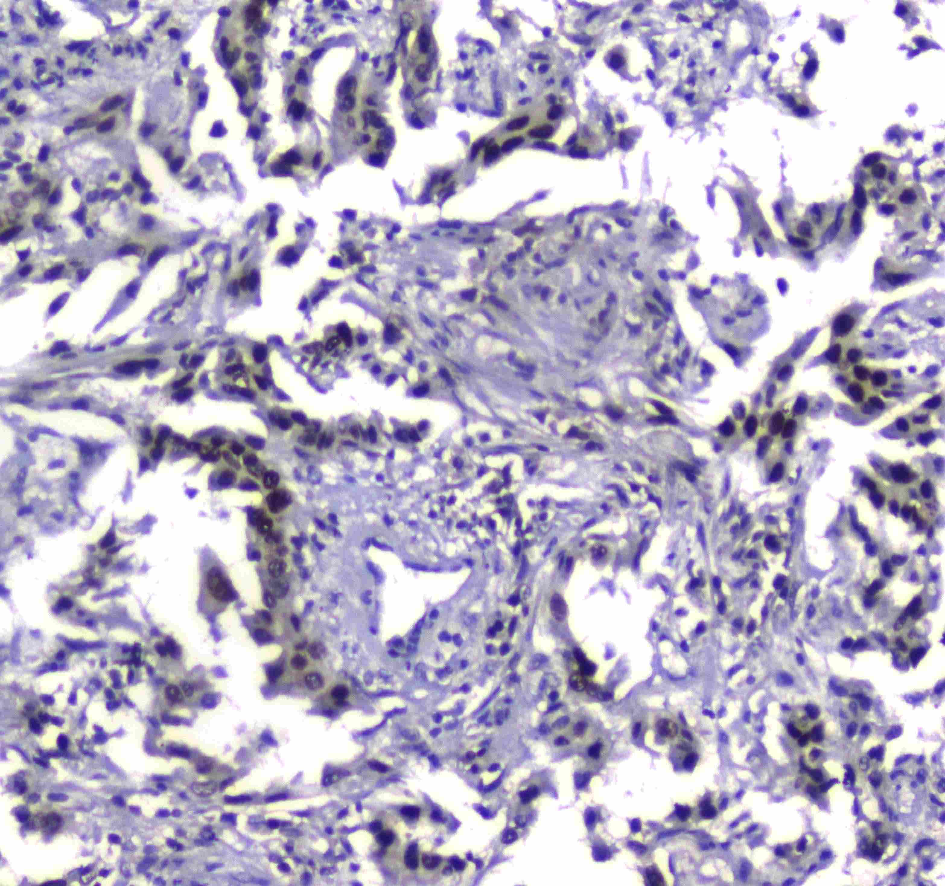 MDC1 Antibody