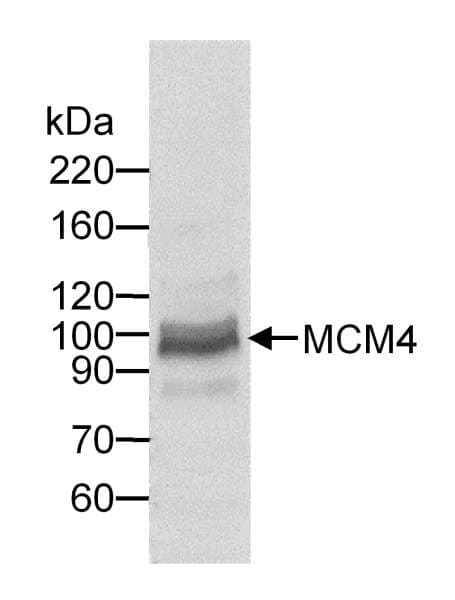 Polyclonal Goat anti-Human MCM4 Antibody (aa325-375, IHC, WB)