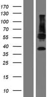 C11orf42 Protein (Over-Expression Lysate Myc-DDK (Flag))