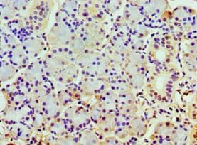 COPS7A Antibody (aa1-275)