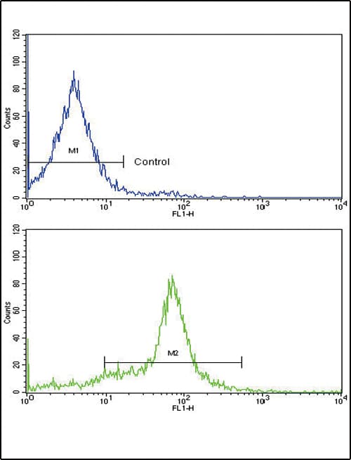 GDF6 / BMP13 Antibody (aa326-353)