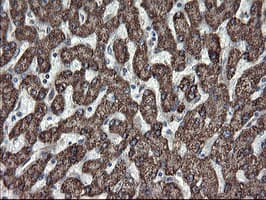 SKIL / SNO / SnoN Antibody (clone OTI3E9)