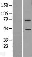TLT2 / TREML2 Protein (Over-Expression Lysate Myc-DDK (Flag))