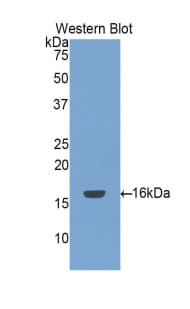 AOC1 Antibody (aa197-322, APC)