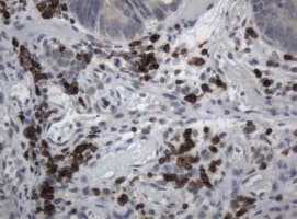 CD2 Antibody (clone UMAB6)