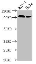 Polyclonal Rabbit anti-Human BCAR1 / p130Cas Antibody (IHC, IF, WB)