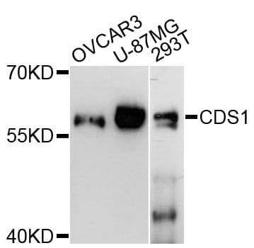 CDS1 Antibody