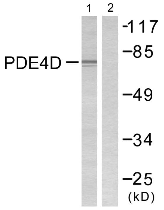 PDE4D Antibody (p190/53)