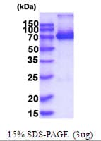 Human XPNPEP1 / Aminopeptidase P Protein (Recombinant His)