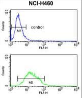KCNJ2 / Kir2.1 Antibody (aa401-427)