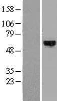 DYRK4 Protein (Over-Expression Lysate Myc-DDK (Flag))