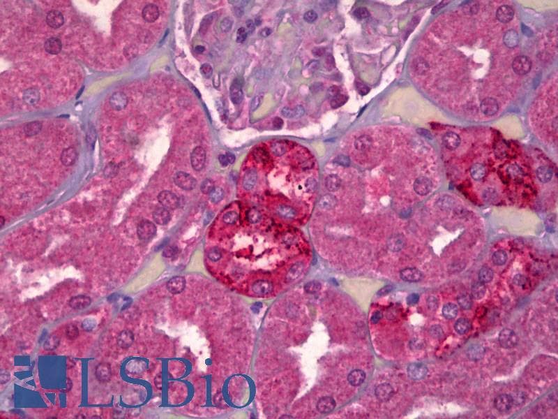 IHC-plus™ MAPK8 / JNK1 Antibody (clone 1E2)