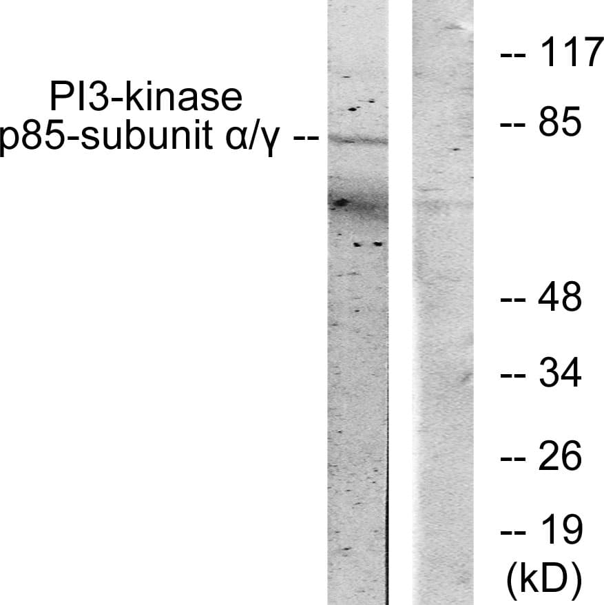 PI3K Alpha+Gamma Antibody (Internal)