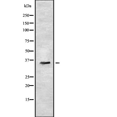 OR7C2 Antibody