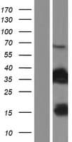 FAM107B Protein (Over-Expression Lysate Myc-DDK (Flag))