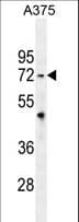 TRIM56 Antibody (aa727-755)